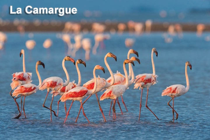 La Camargue Olitaxi